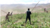 Afghanistan - officials destroying opium poppy crops - poppies, narcotics, drug trade, heroin - screen grab