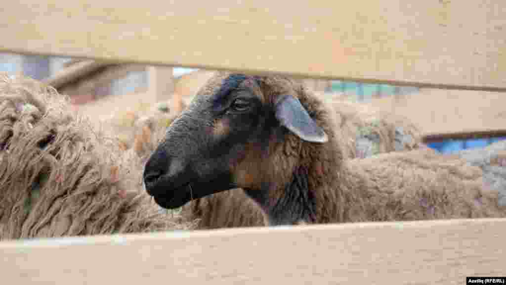 Qazan şeerinde qurbanlıq qoylar