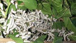 Ýüpekçiler tut ýapraklarynyň ýetmezçiliginden şikaýat edýär, mekdeplerde gurçuk ýetişdirilýär