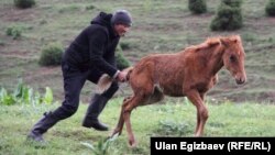 Иллюстрациялык сүрөт. 