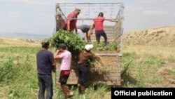 Таластын Көк-Сай айылындагы кара куурайды оруп, жок кылуу иштери. 19-июоь, 2013.  