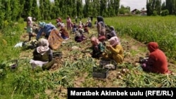 Ош облусундагы айдоо талаалардын бири. Архивдик сүрөт.