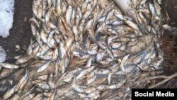 Огромное количество мертвой рыбы обнаружили местные жители