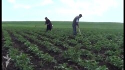 Çənlibel sakini: "Bircə kartofu yaxşı qiymətə sata bilsəydik"