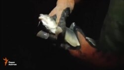 Жители села Зардалы ловят рыбу …голыми руками