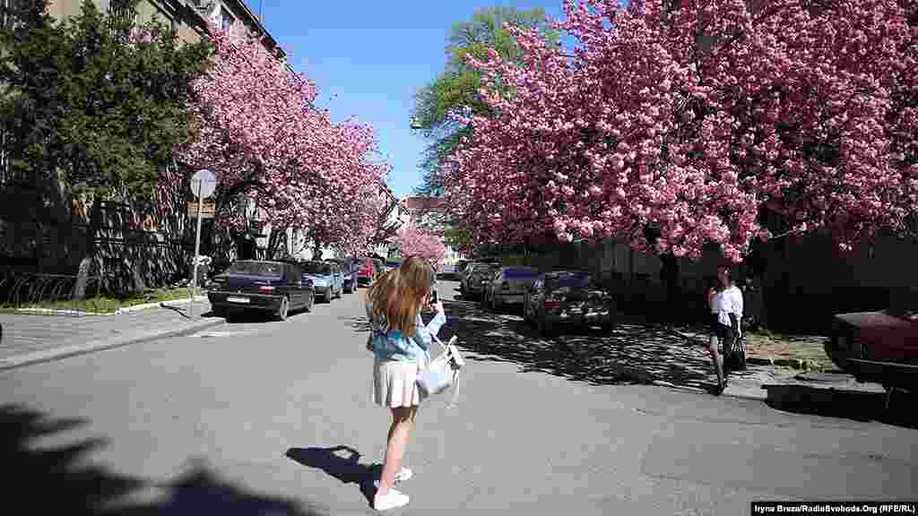 Цього тижня розпочинається щорічне свято Сакура-фест. Улюблена пора для селфі та фотосесій