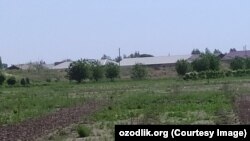 Саженцы, которые так и не выросли.