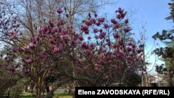 Несмотря на погоду, абхазские представители флоры щедро цветут и пахнут. За лиловые краски на улицах отвечают Магнолия Суланжа и Багрянник