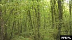 یک کارشناس محیط زیست می گوید: ظرف ۳۰ سال گذشته مساحت جنگل های شمال ایران بر اثر تخريب از ۲۵ ميليون هکتار به ۱۲ ميليون کاهش يافته است.