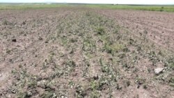 Շիրակի Ոսկեհասկ գյուղը քամուց ու կարկուտից ծանր վնասներ է կրել. փոխհատուցման հարցը դեռ անորոշ է