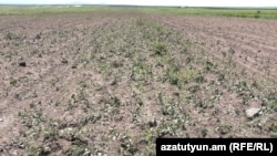 Armenia - An agricultural field in Voskehask village severely damaged by hail, June 16, 2025.