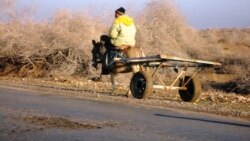 Daşoguz prezidentiň saparyna taýýarlanýar