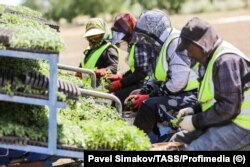 Ўзбекистонлик мигрантлар Россиянинг Астрахан вилоятидаги далаларда помидор кўчатларини экяпти. 2024 йил май.