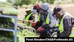 Ўзбекистонлик мигрантлар Россиянинг Астрахан вилоятидаги далаларда помидор кўчатларини экяпти. 2024 йил май. Россиянинг расмийларига кўра, иқтисодий ўсиш суръатлари секинлашган.
