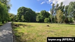 Пеньки от спиленных деревьев в парке им. Гагарина в Симферополе. Симферополь, Украина, 30 июня 2025 года