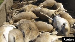 Туши сайгаков, погибших в Западно-Казахстанской области.   