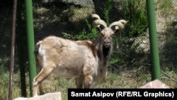 Каракол зоопаркындагы аркар