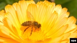 Бал аары гүлдүн ширесин чогултууда.