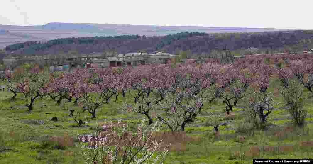 Bazarçıq köyü yanında eski şeftali bağçası
