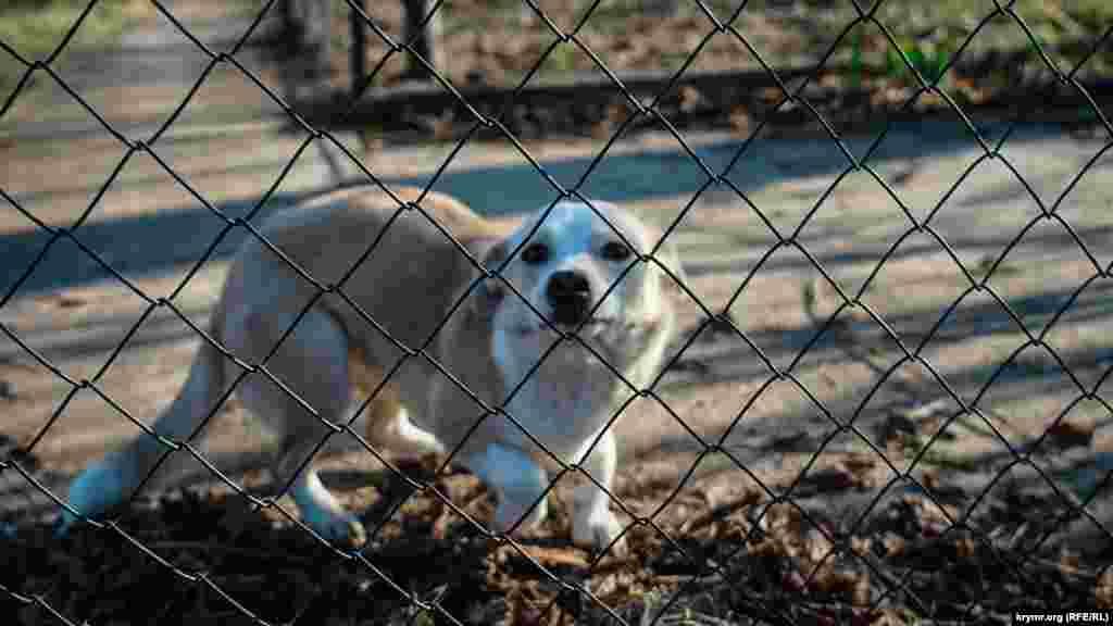 Yazlıq evniñ qaravulı fotokameralı musafirge quvanğan