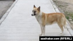 Aşgabatda köçä kowlan it