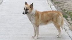 Aşgabatda eýesiz itleri tutmak çäreleri güýçlendi. Ýaşaýjylardan öý haýwanlaryny ýok etmek talap edilýär