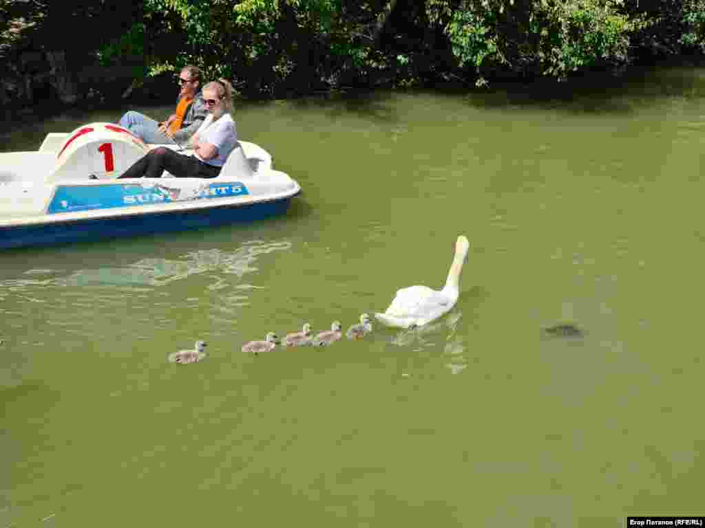 В мае на пруду в Гагаринском парке посетители увидели пять прекрасных лебедят у местной пары лебедей, Симферополь