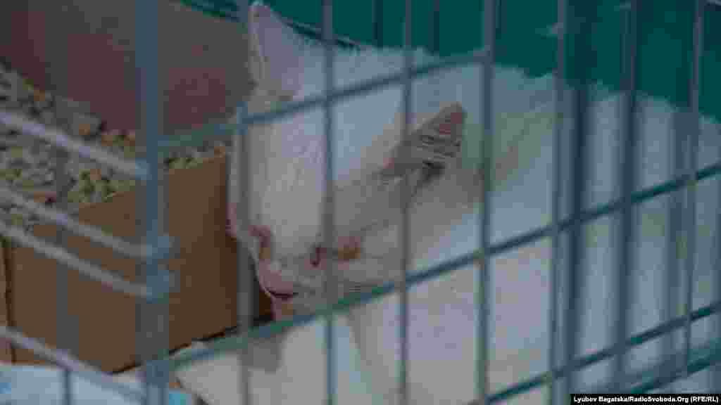 Загалом у притулку, яким опікується Товариство захисту тварин &laquo;За життя&raquo;,&nbsp;живуть&nbsp;близько 300 кішок