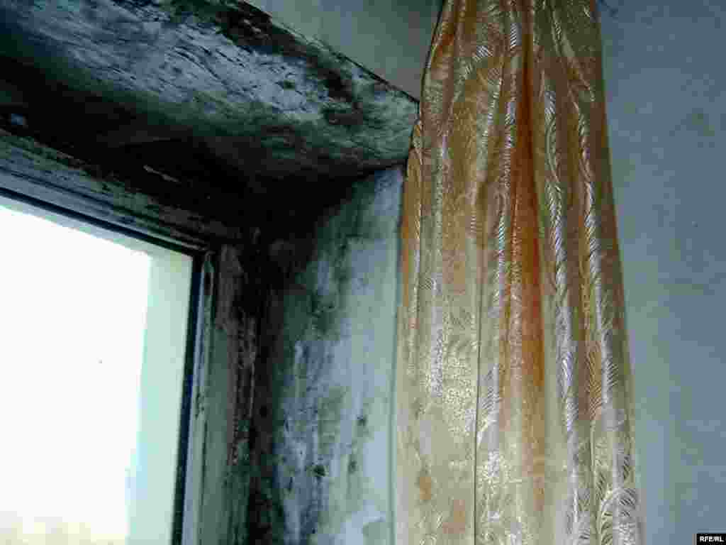 Грибки появляются на стенах в комнатах вновь и вновь, несмотря на борьбу с ними самих жильцов. Плесень неистребима.   - Грибки появляются на стенах в комнатах вновь и вновь, несмотря на борьбу с ними самих жильцов. Плесень неистребима.  