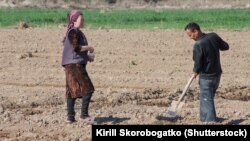Tarlada işləyən özbək fermerlər 