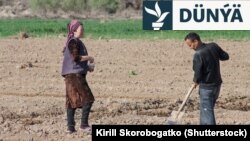 Özbek daýhanlary atyzda işleýär. (arhiw suraty)