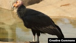 رُخ‌کرکس کالیفرنیا که در معرض انقراض است.