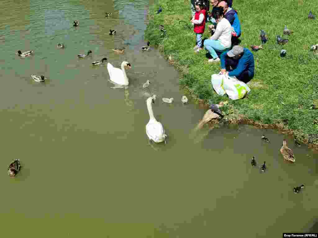Посетители парка с удовольствием угощают обитателей пруда, Симферополь