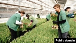 Armenia - Workers at a flower greenhouse of the Spayka company, February 7, 2025.