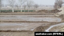 Illýustrasiýa suraty. Serdarabat etrabynda bir ekerançylyk ýeri.