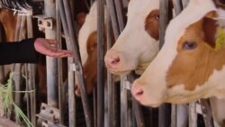 Дизайнерка з Нідерландів шиє сукні із коров'ячого гною (відео)