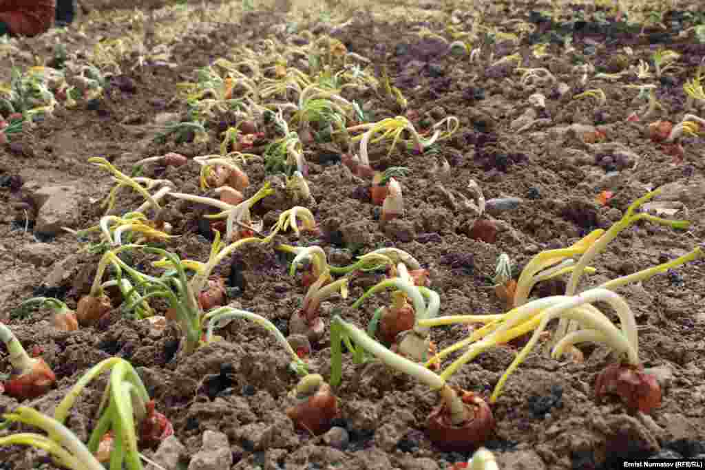 Посевы лука