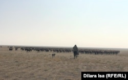 Қой өргізіп бара жатқан малшы. Азаттық архивіндегі сурет.