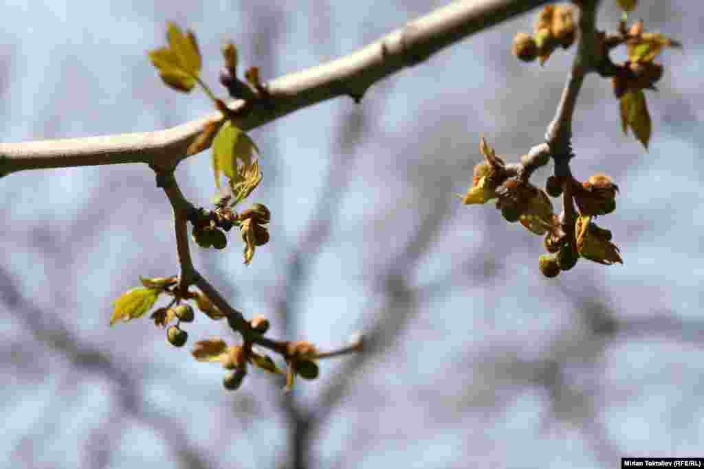 Именно он вместе с учениками высаживал деревья  в разных уголках города и заложил городские парки в Бишкеке