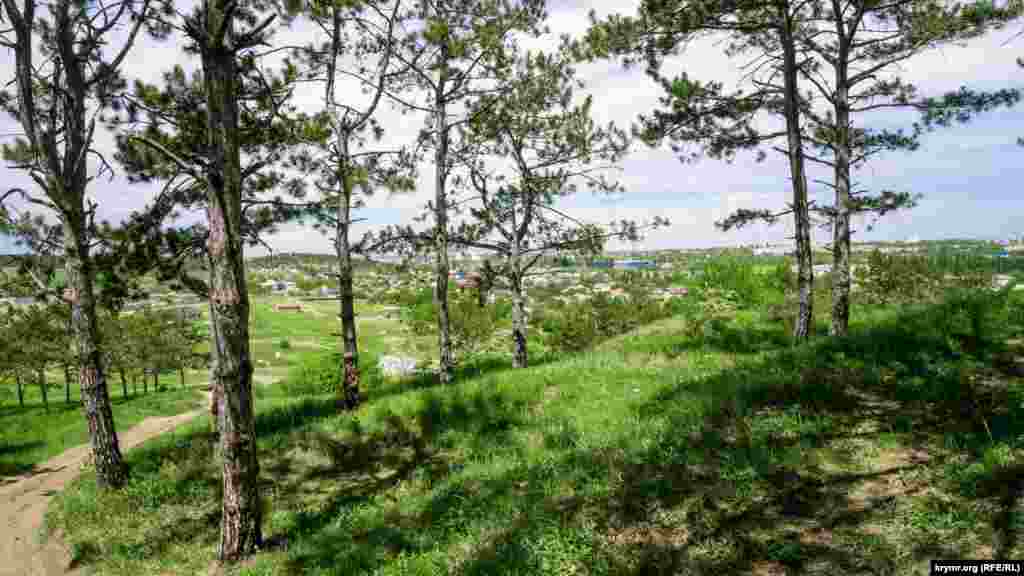 На Гірці переважає сосна