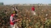Activists have long have accused the Uzbek authorities of forcing schoolchildren and university students to pick cotton, one of the country's biggest exports.