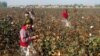Uzbek students pick cotton in Kashkadaryo earlier this month.