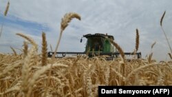 Ռուսաստան - Ցորենի դաշտ Ստավրոպոլի երկրամասում, արխիվ