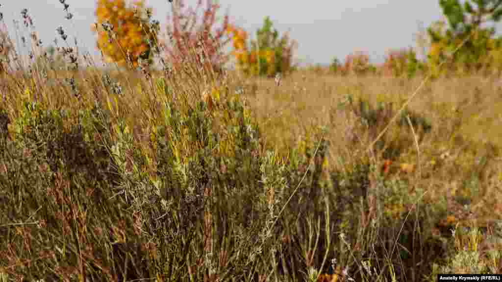 Köyniñ çetinde baqımsız lavanda alanı tarqalğan