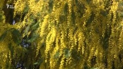 Цветущая в феврале Абхазия