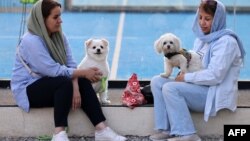 İranlılar Tehrandakı parkda itləri ilə oturublar