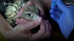 Зачем птицам на Алтае сделали татуировки?