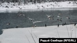 Птушкі на Нёмане. Архіўнае фота