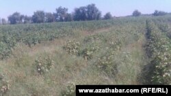 Illýustrasiýa suraty