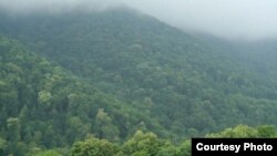 Թեղուտի անտառը